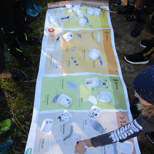 Plakat von Tieren die in der Erde leben