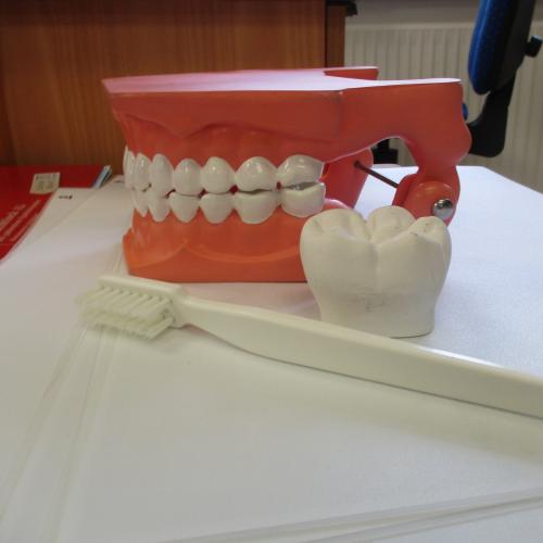 Nachbildung eines Gebisses