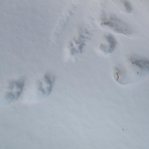 Tierspuren im Schnee