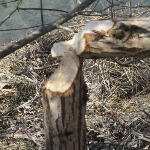 Baumstamm mit Biberspuren