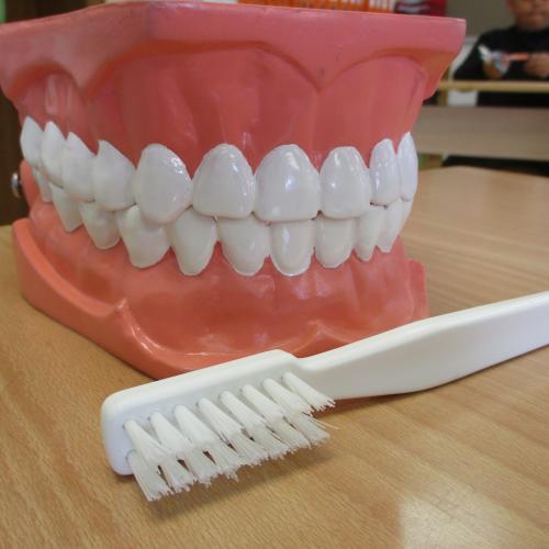 Modell von einem Gebiss mit Zahnbürste