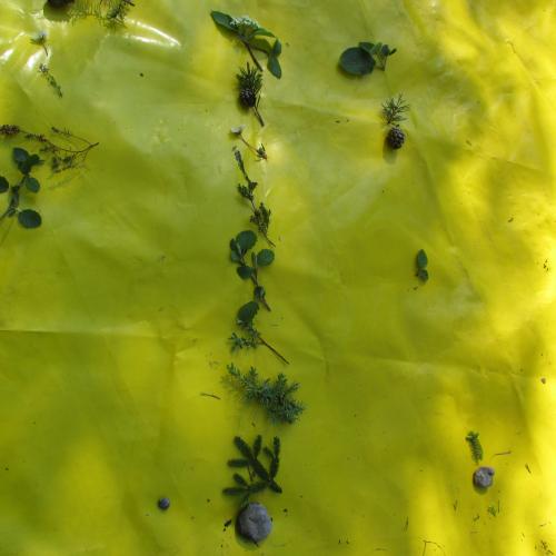 Äste, Blätter, Samen auf einer gelben Unterlage