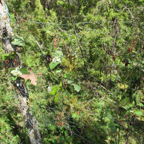 Blätter, Samen, Früchte in Form eines Naturbildes