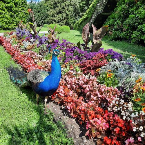 Pfau im Garten von Schloss Ambras
