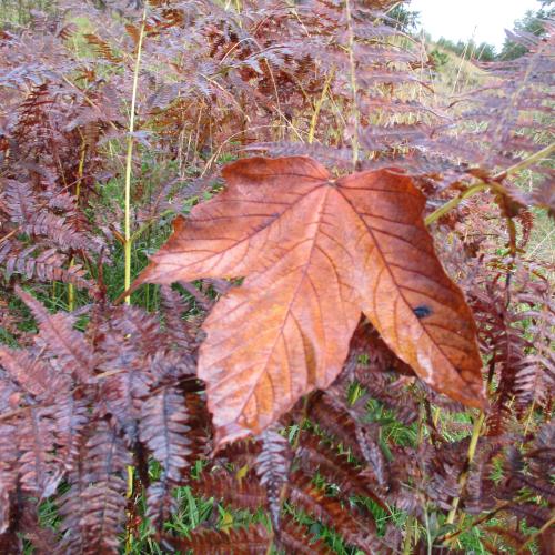 Herbstblatt auf einem Farn