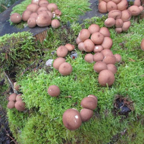 Pilze auf bemoostem Baumstamm