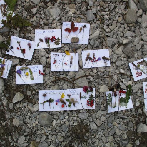 Gesammelte Samen und Blüten aufgeklebt auf kleinen weißen Papierkarten