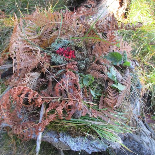 Blätter, Früchte, Samen