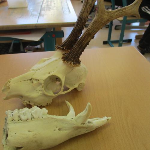 Schädelknochen von Tieren