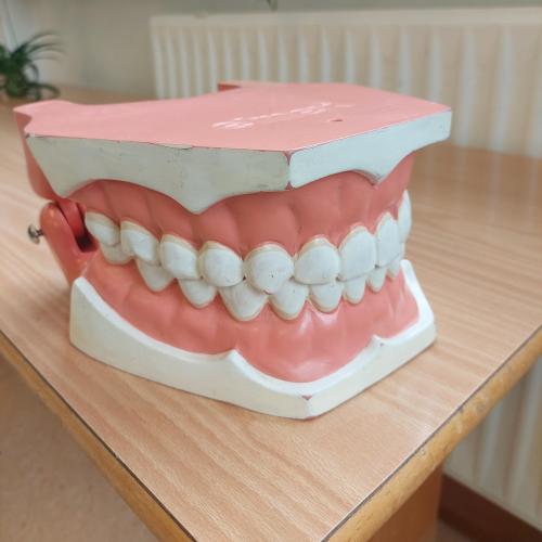 Modell von einem Gebiss