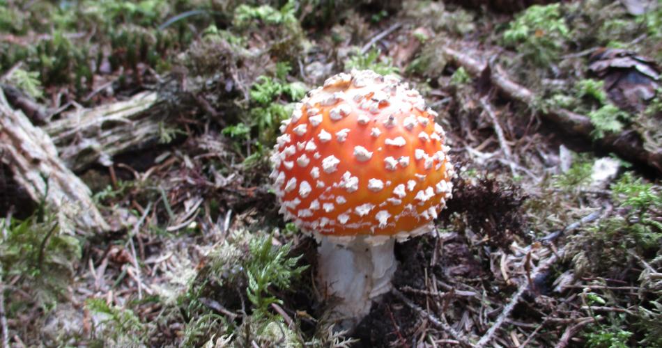 Fliegenpilz