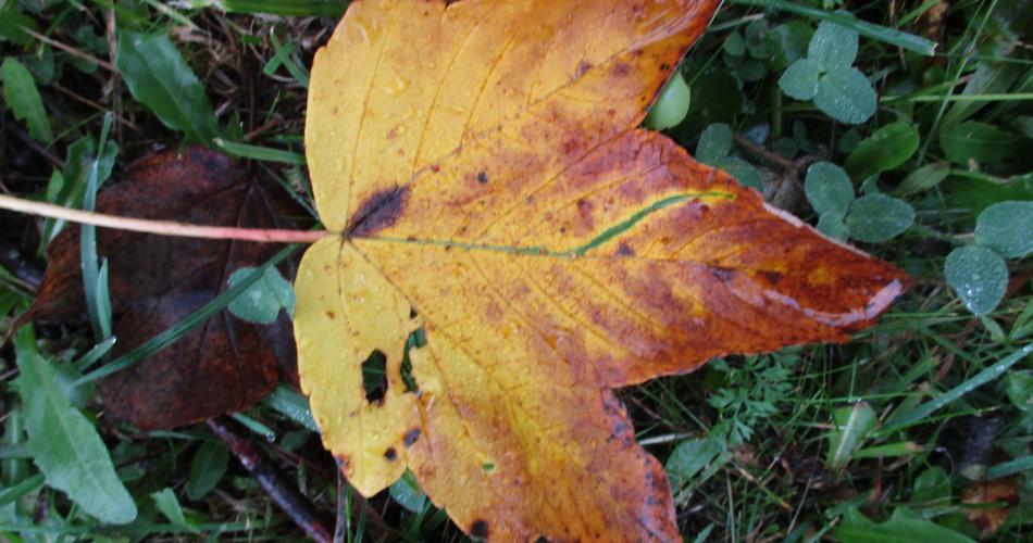Herbstblatt