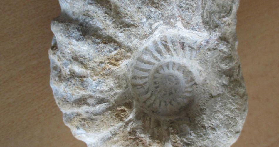 Stein mit Fossil