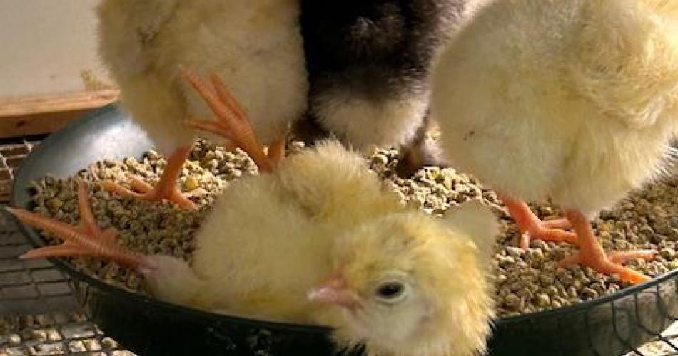 Küken